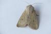 Orthosia gracilis